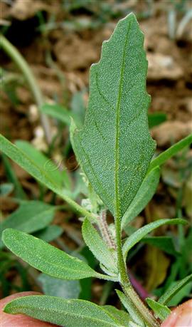  Leaf (Abaxial view) with vesicular hairs